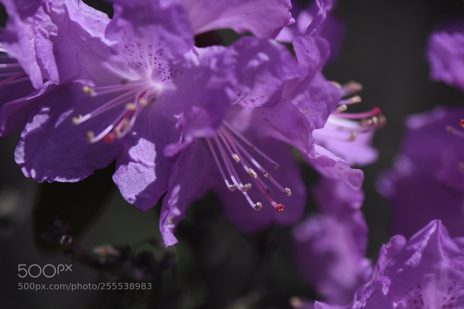 Nikon D810 sample photo. Spring beauty photography