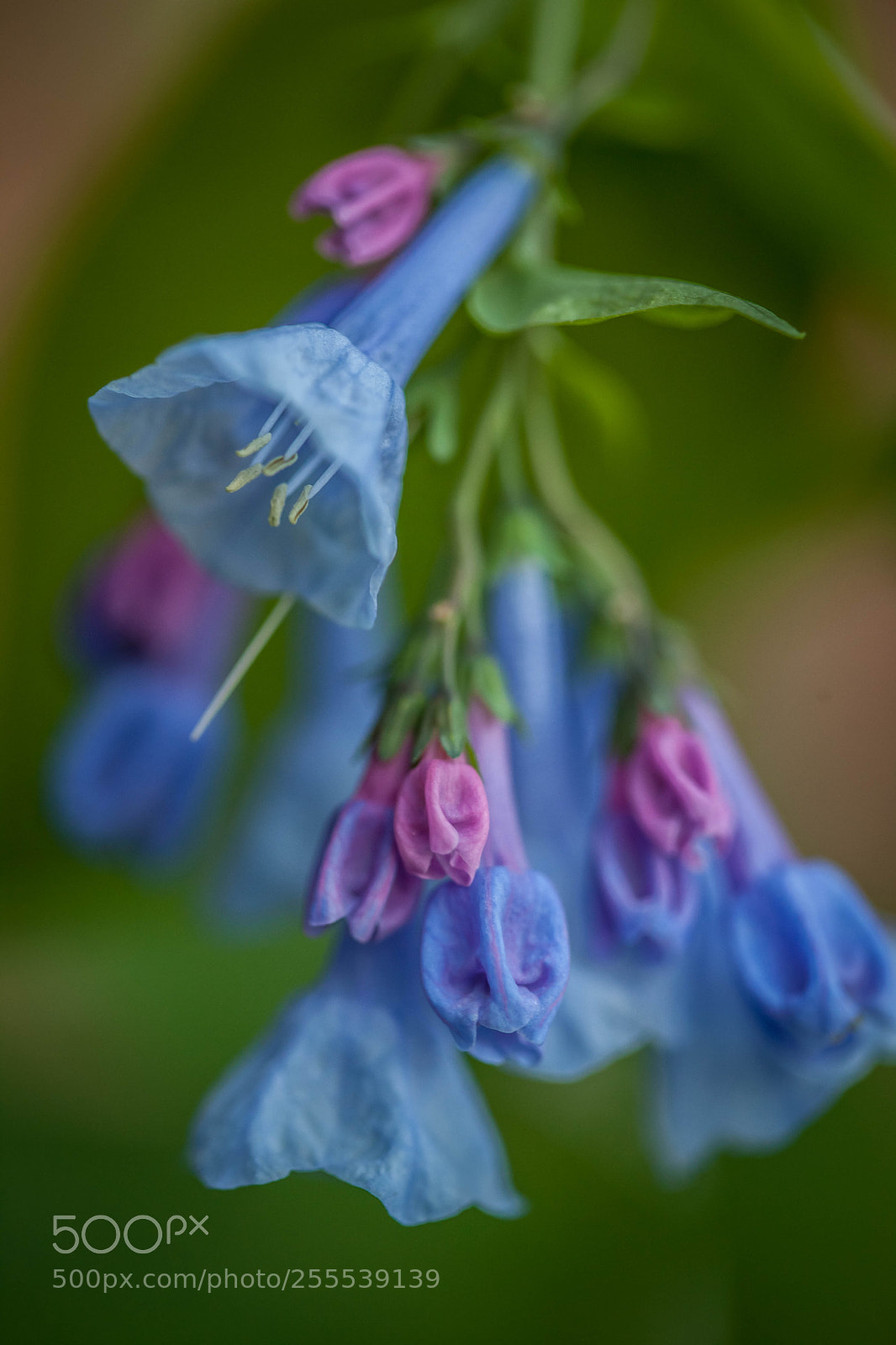Canon EOS 5D Mark II sample photo. Virginia bluebells photography