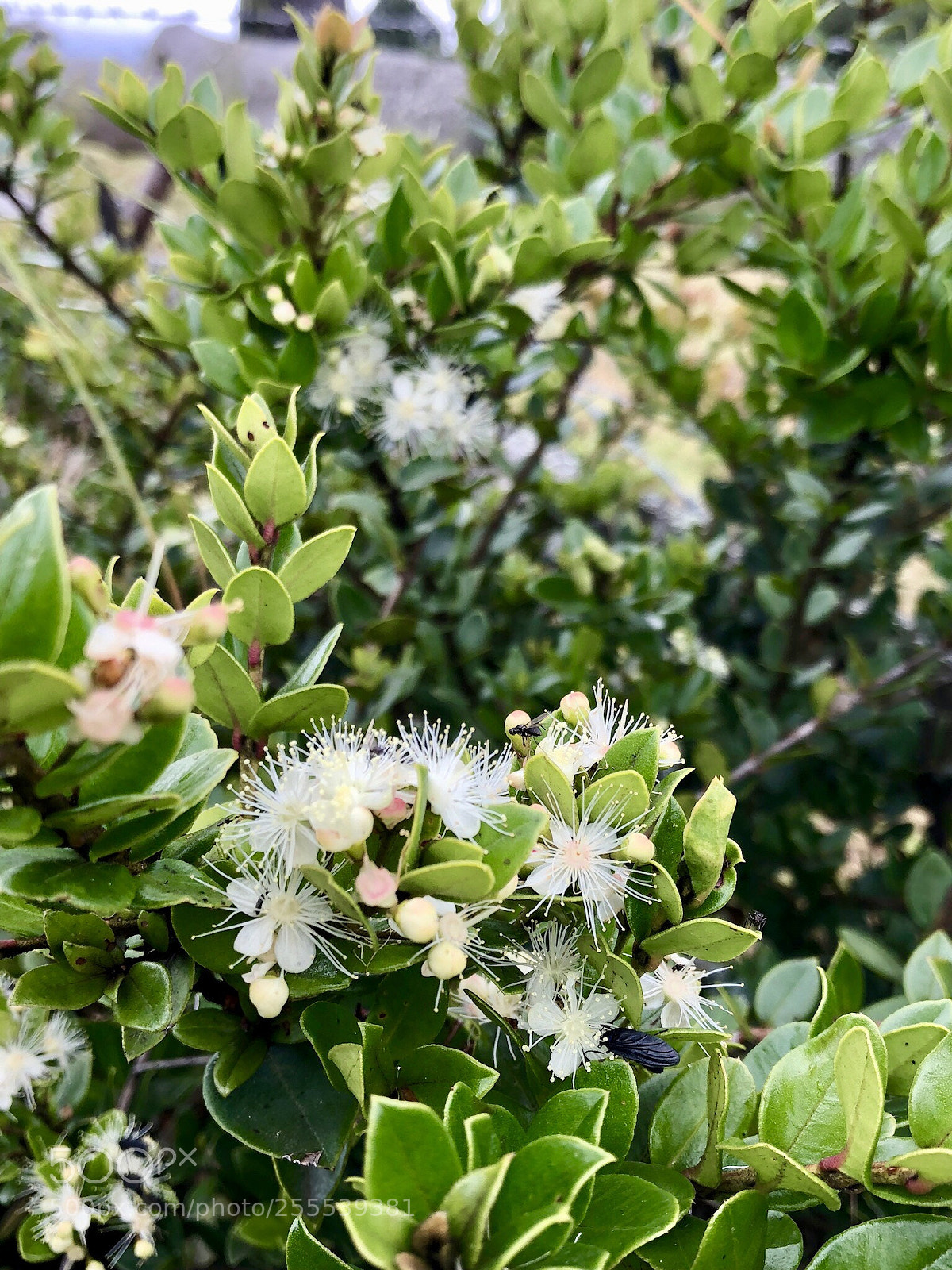 Apple iPhone 8 Plus sample photo. Morella pubescens laurel de photography