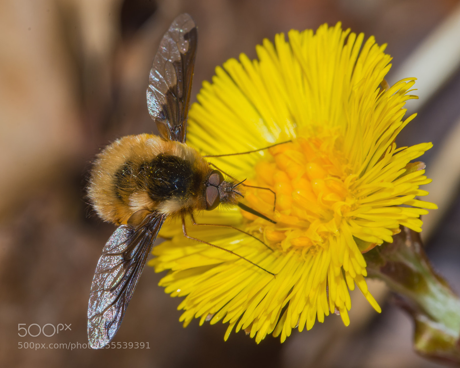 Nikon D7200 sample photo. Bee fly on coltsfoot photography