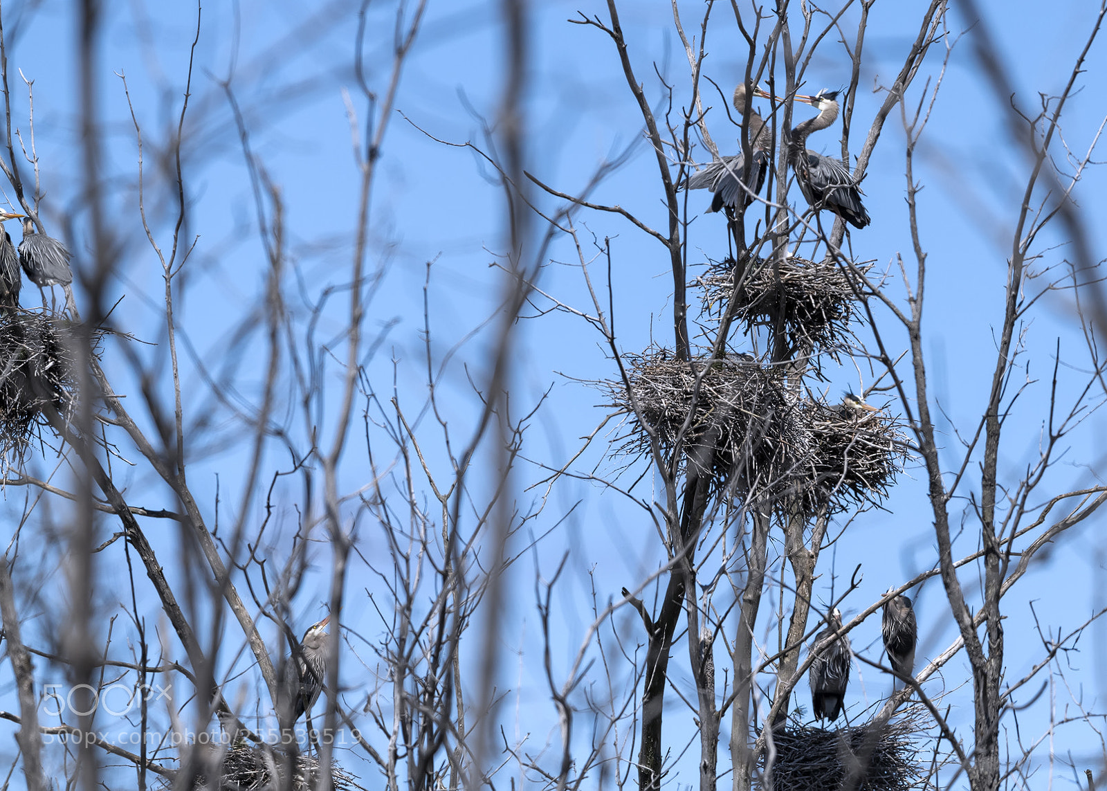 Nikon D850 sample photo. Great blue heron herony photography