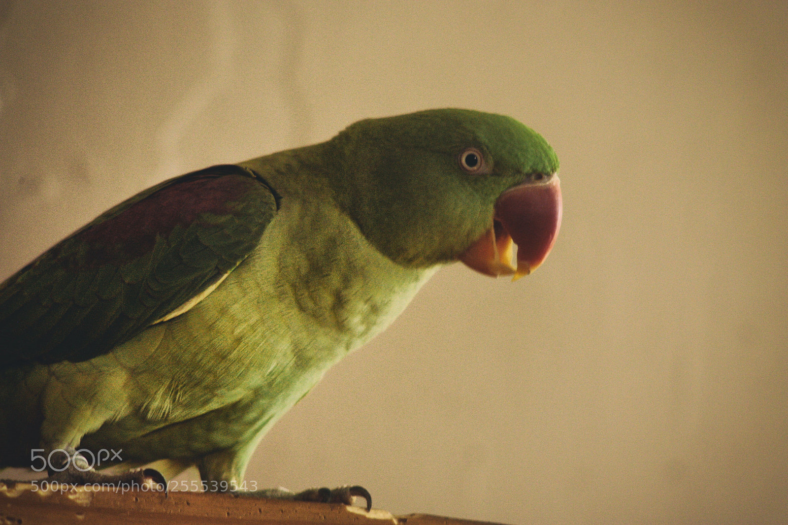 Canon EOS 450D (EOS Rebel XSi / EOS Kiss X2) sample photo. Pet parrot photography
