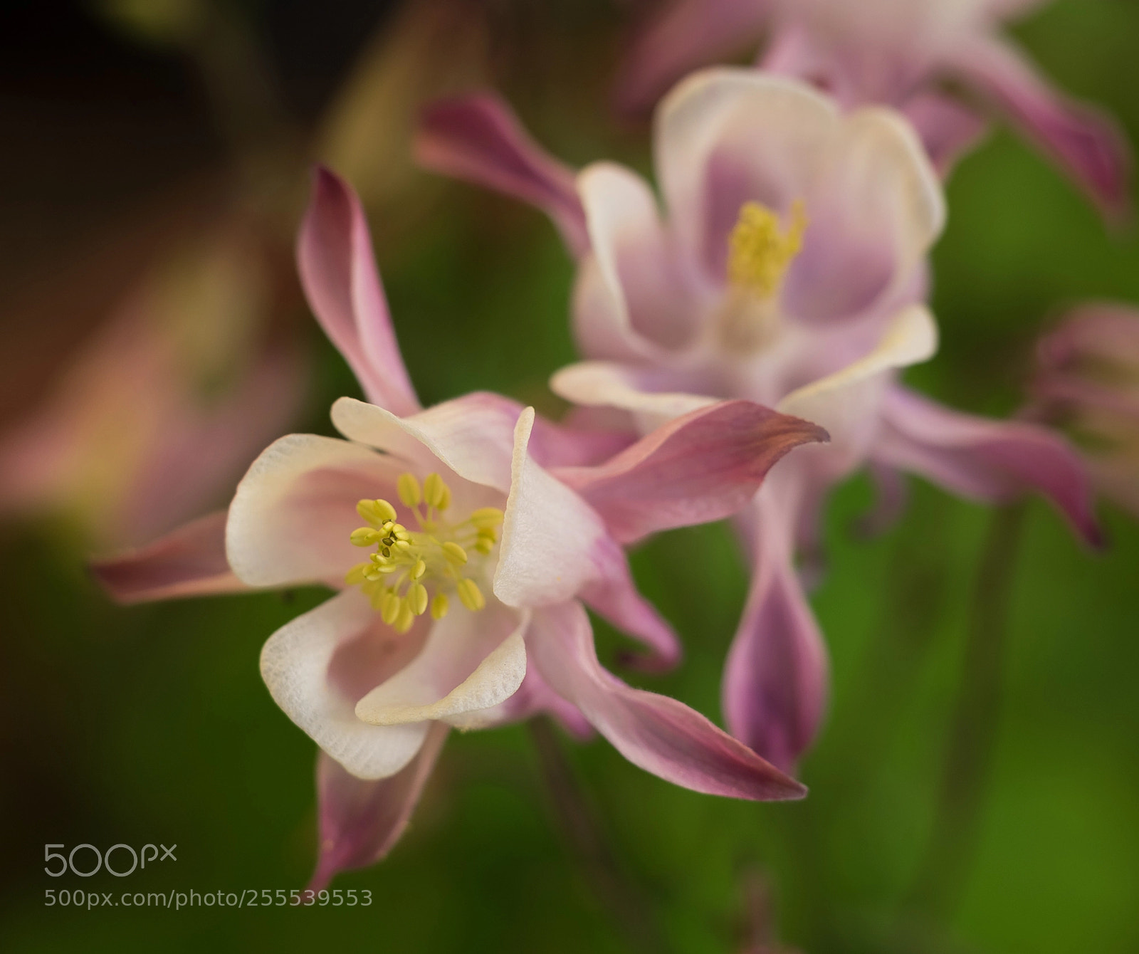 Olympus OM-D E-M1 sample photo. Pink columbine photography