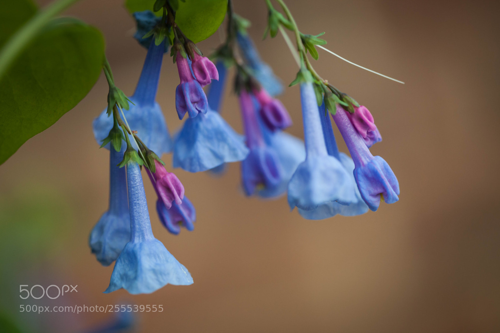 Canon EOS 5D Mark II sample photo. Bluebells photography