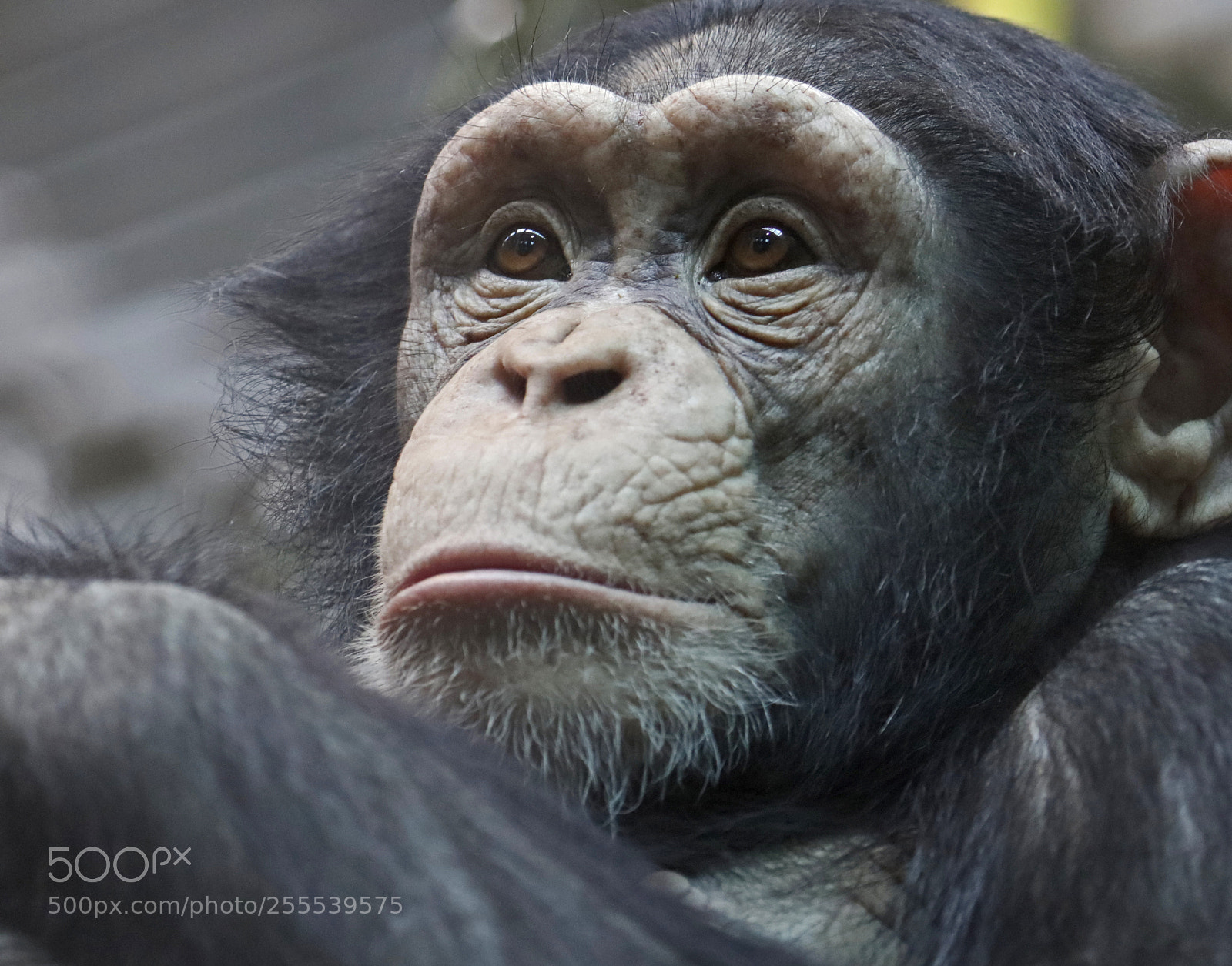 Canon EOS 5DS R sample photo. Chimpanzee photography