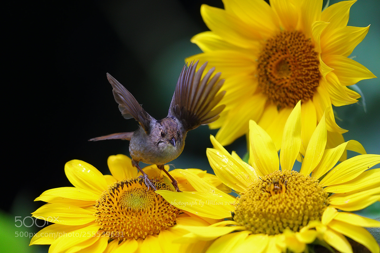 Canon EOS-1D X Mark II sample photo. Helianthus annuus photography