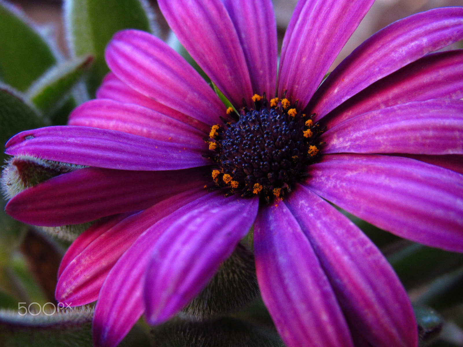Canon PowerShot SX520 HS sample photo. Soñadora ii photography