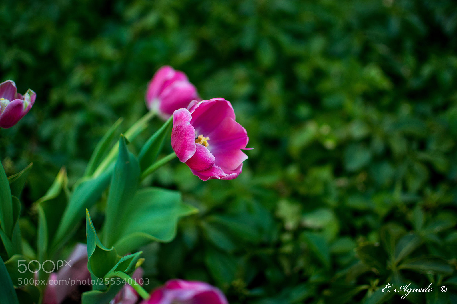 Nikon D5200 sample photo. Tulips photography