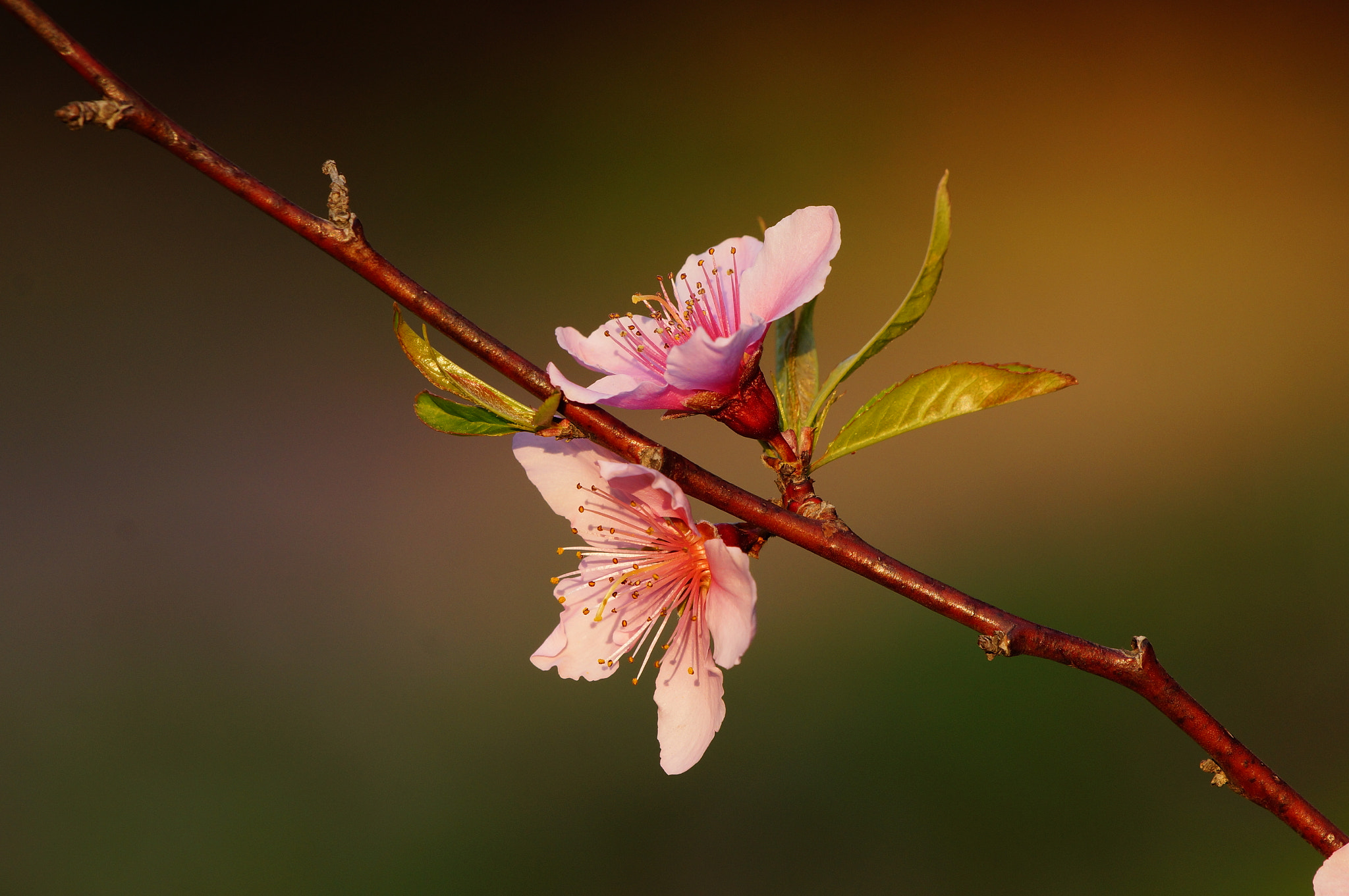 Sony SLT-A57 + Sony 70-400mm F4-5.6 G SSM sample photo. Peach flower photography