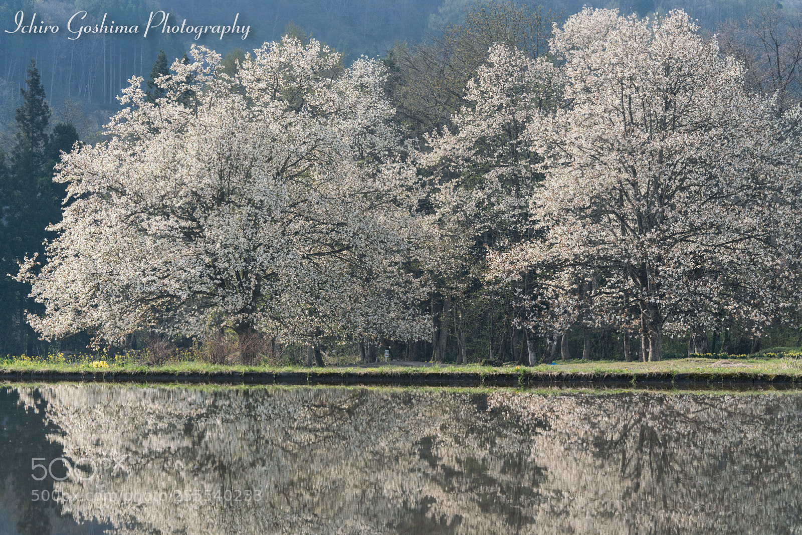 Sony a7R III sample photo. Kobushi magnolia photography