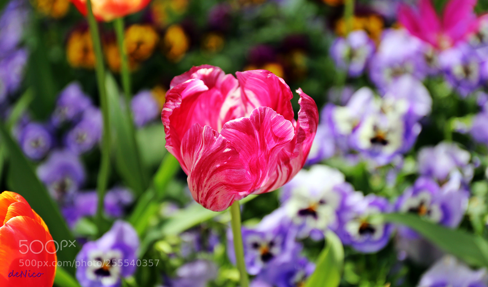 Canon EF 24-70mm F4L IS USM sample photo. Img photography