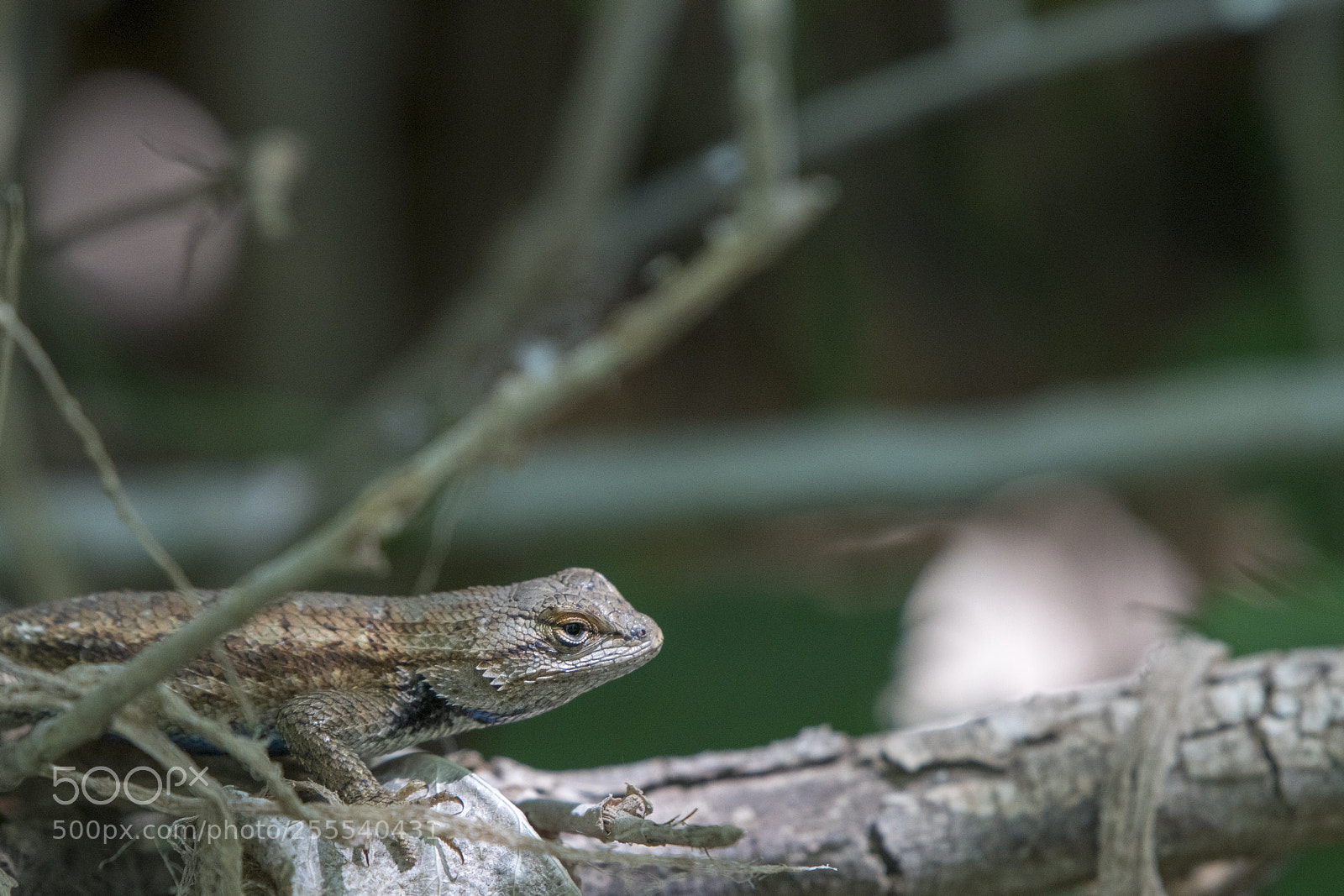 Nikon D500 sample photo. Lizard photography