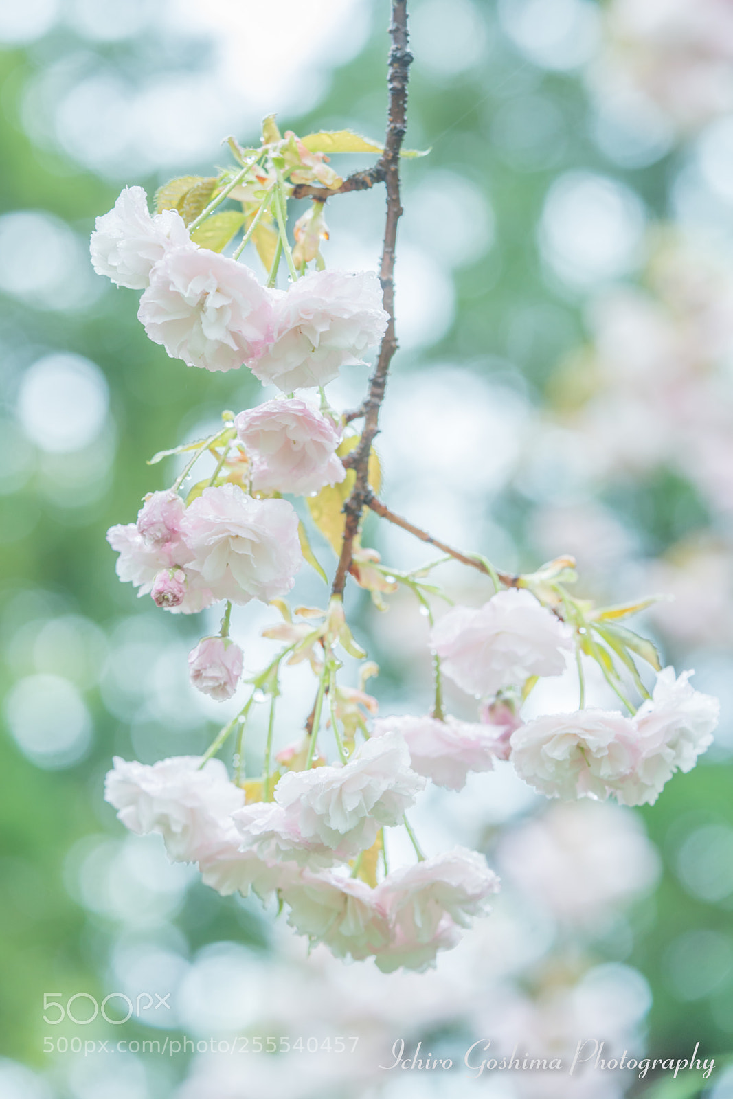 Sony a7R III sample photo. Sakura photography
