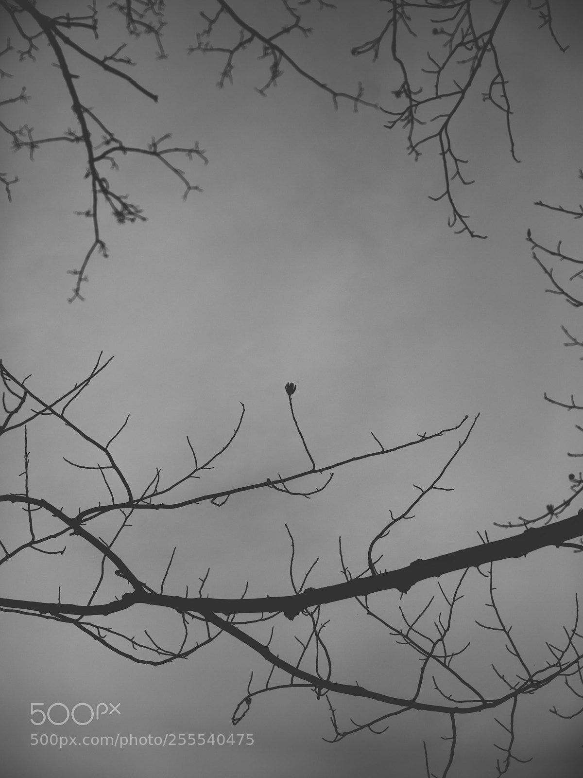 Canon EOS 5D Mark IV sample photo. Lone blossom photography