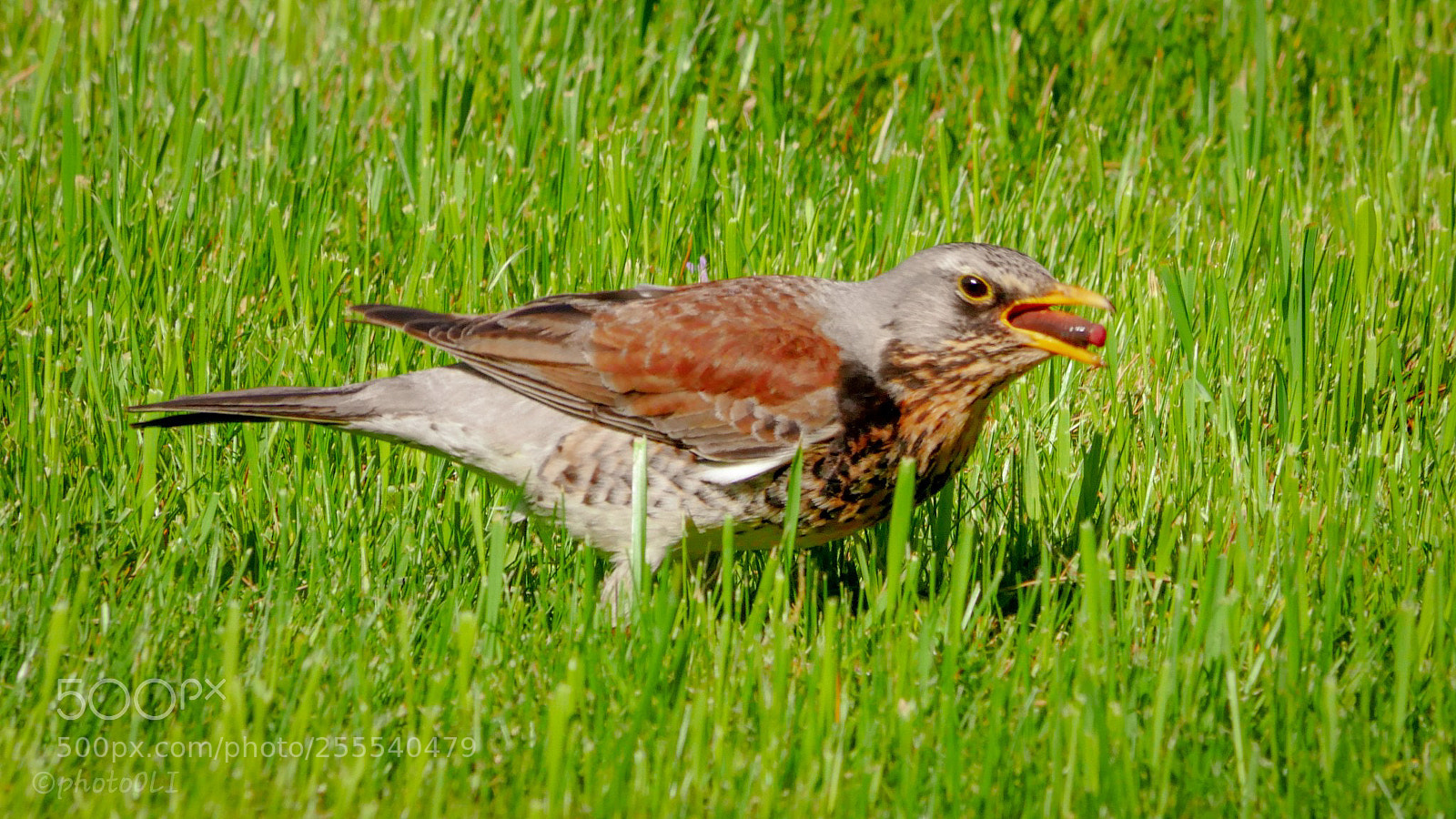 Panasonic Lumix DMC-GX8 sample photo. Early bird with fat photography