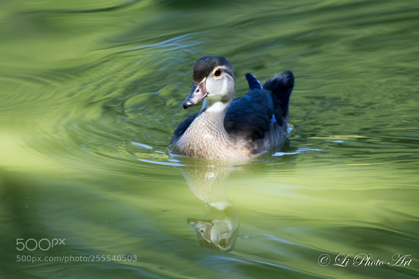Canon EOS 7D Mark II sample photo. Wood duck photography