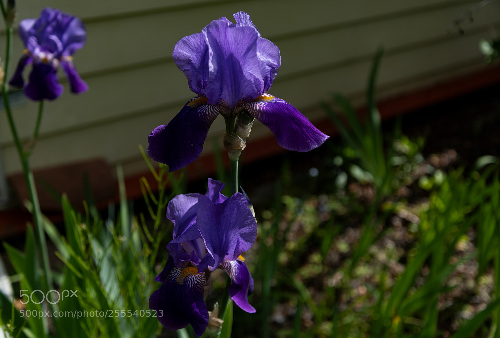 Nikon D850 sample photo. Purple orchids photography