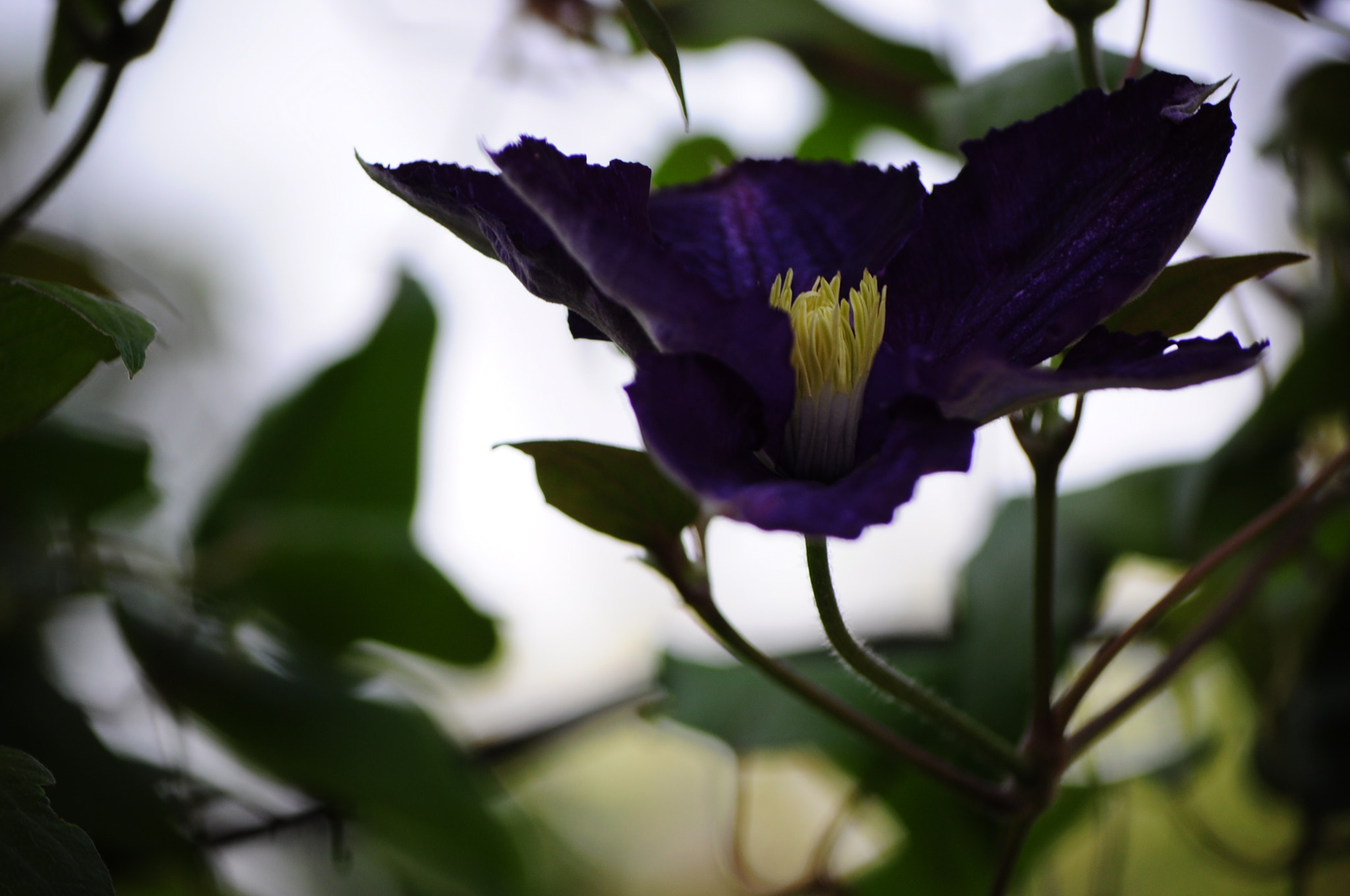 Nikon D5000 sample photo. Flower power photography