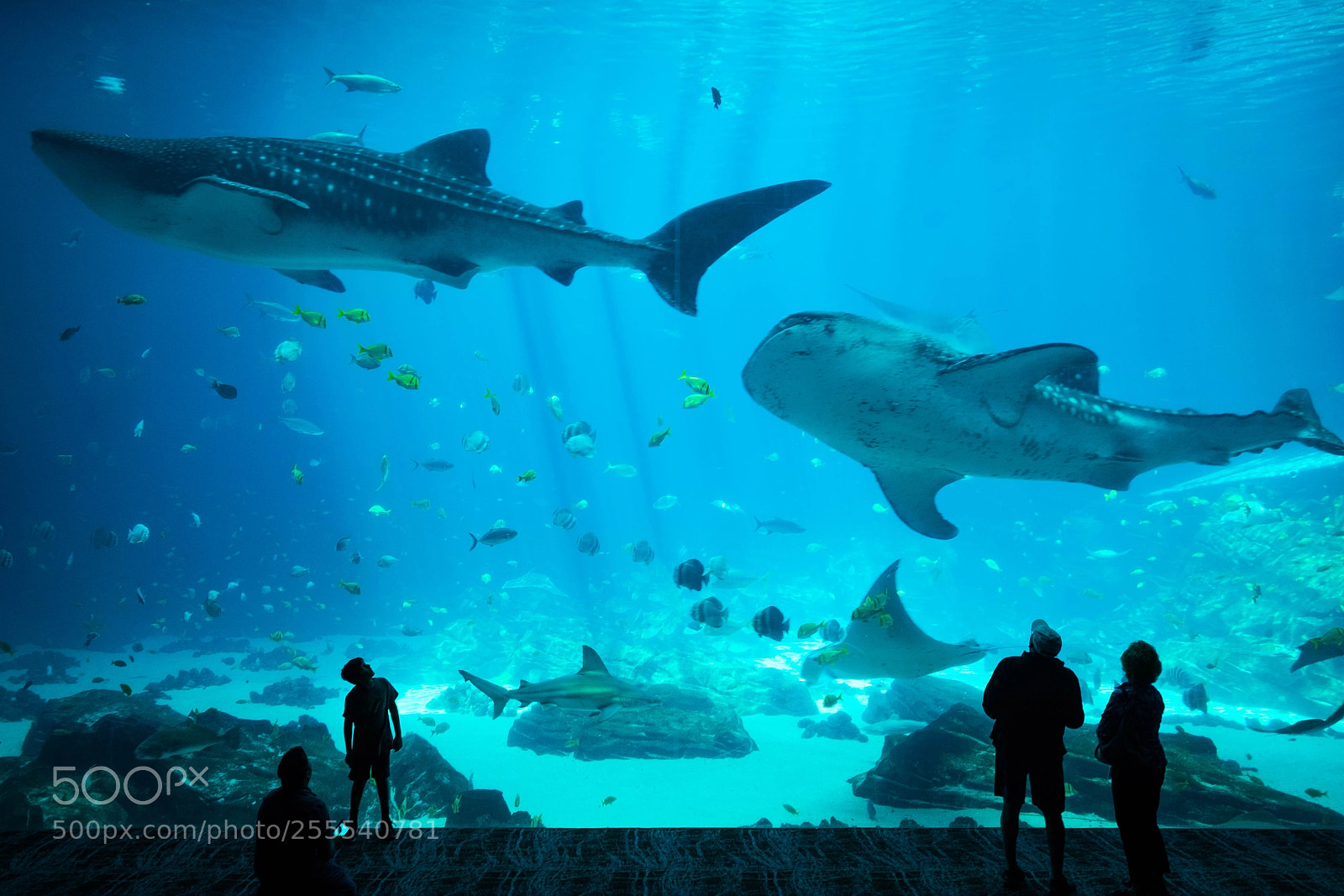 Fujifilm X-T10 sample photo. As the giants swim photography