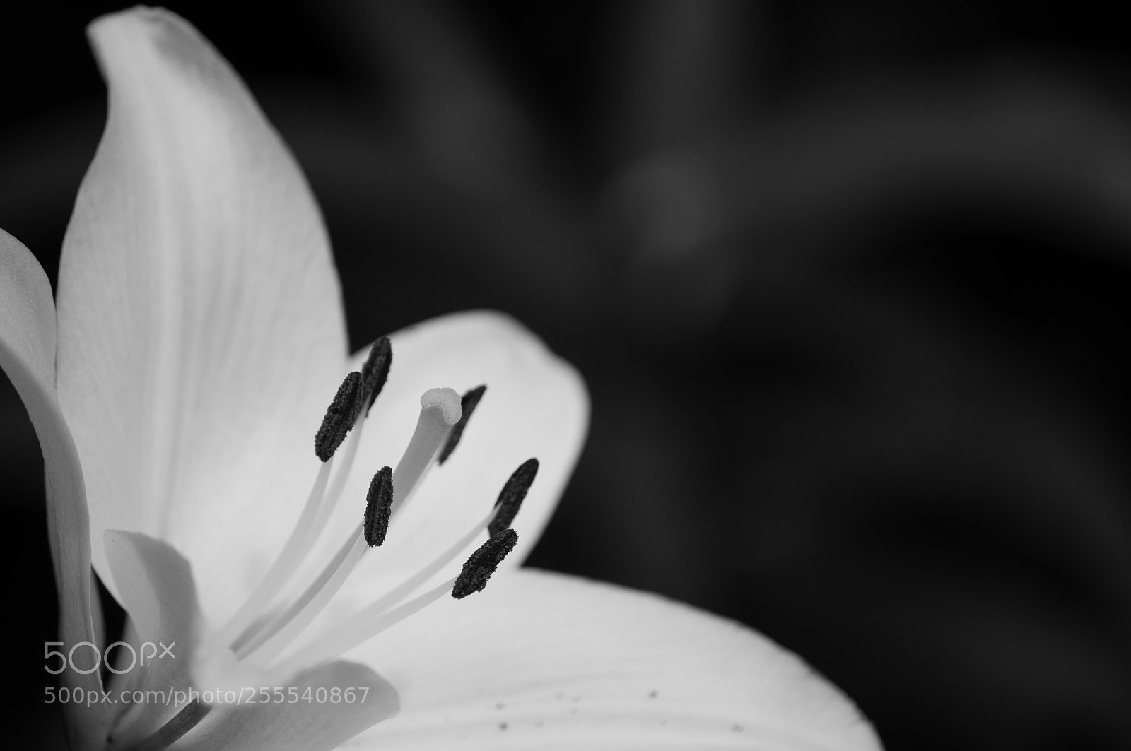 Nikon D5000 sample photo. Lily photography