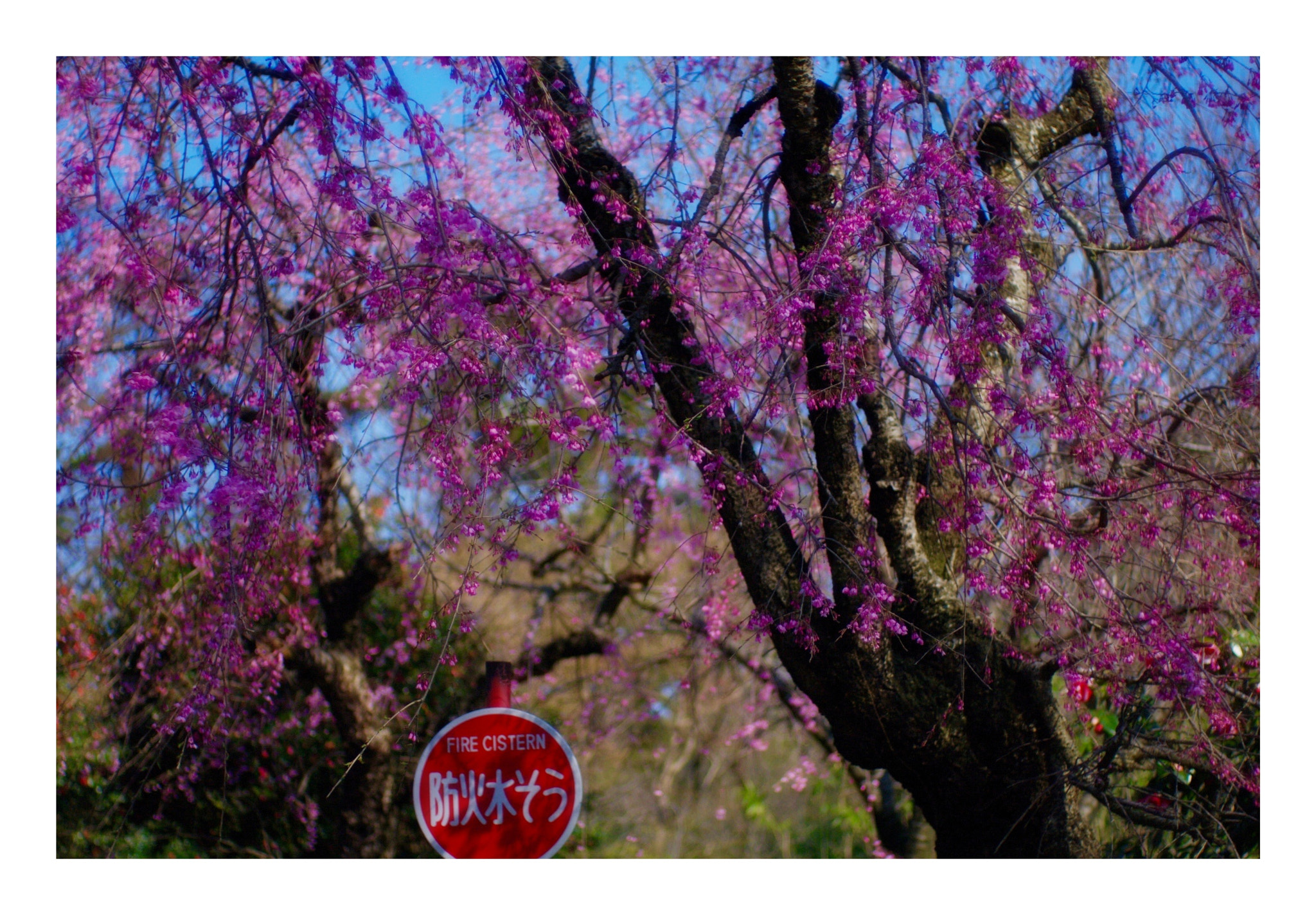 Pentax K-7 sample photo. Cherry blossom #2 photography