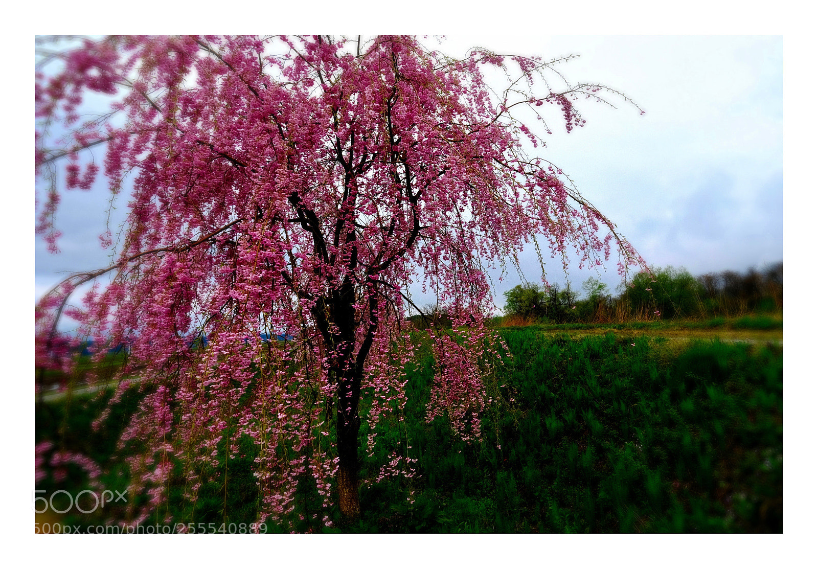 Fujifilm X-T2 sample photo. Cherry blossom #3 photography