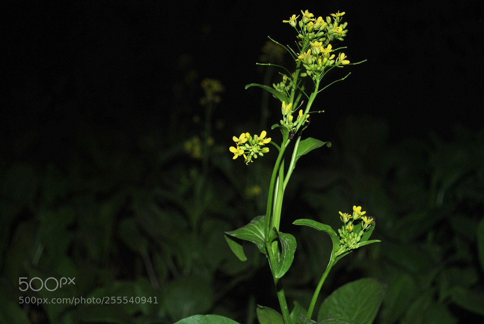 Nikon D3000 sample photo. Untitled photography