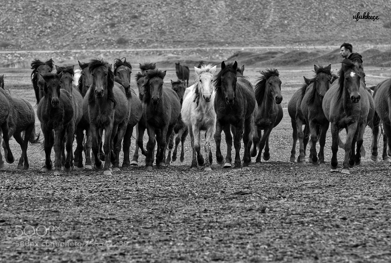Nikon D5200 sample photo. Rahvan atları photography