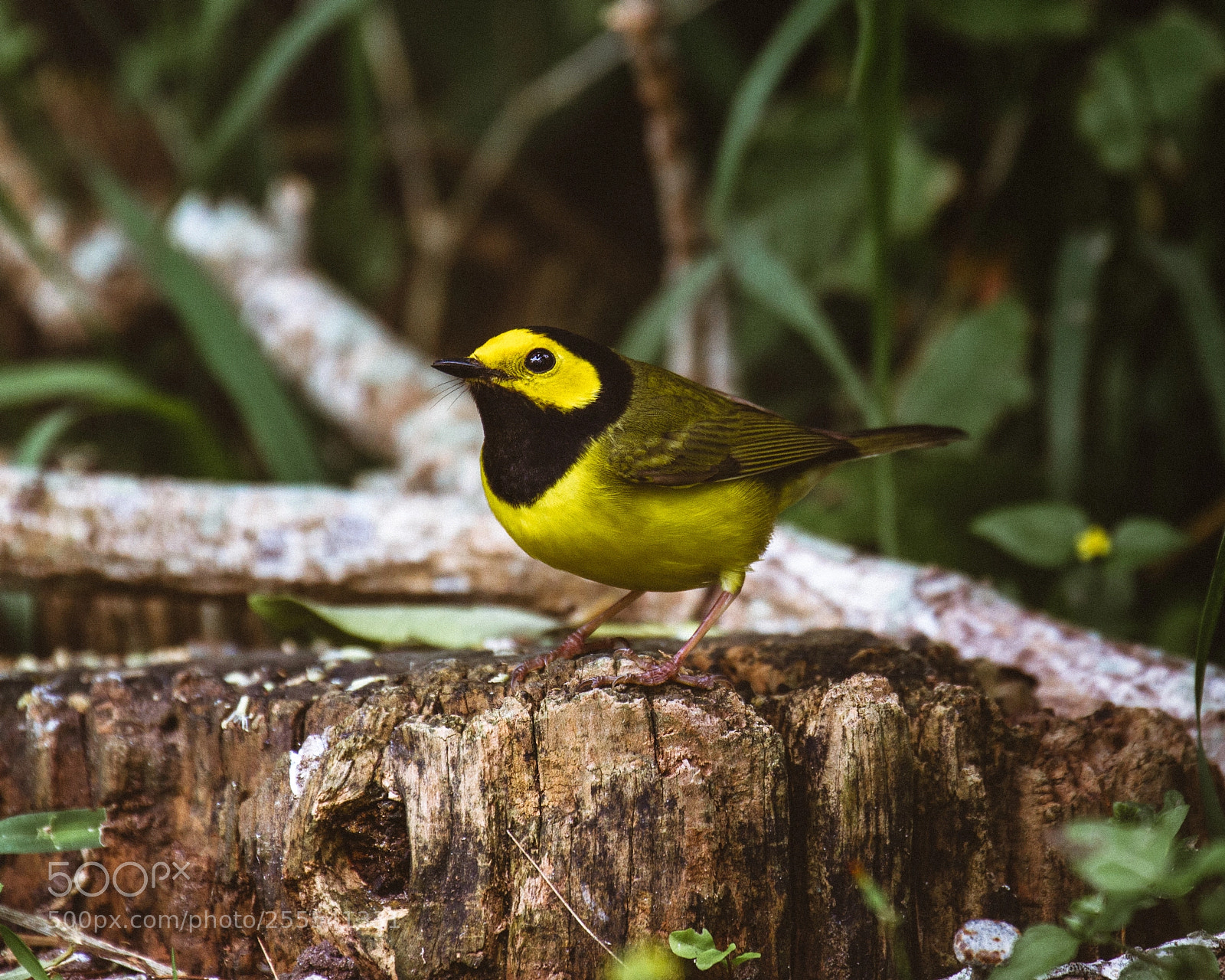 Canon EOS 7D sample photo. Hooded warbler photography