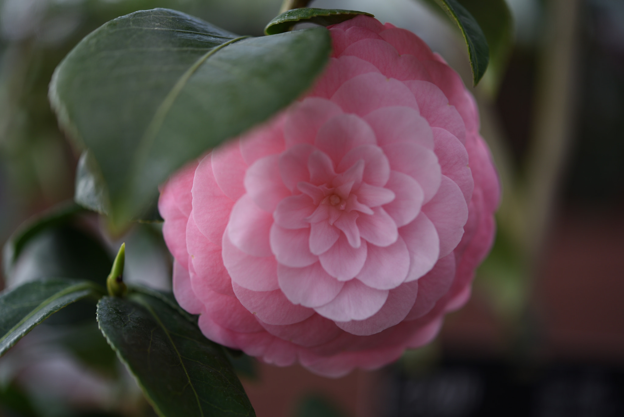Nikon AF-S Micro-Nikkor 60mm F2.8G ED sample photo. 乙女椿（おとめつばき） 野々市中央公園 photography