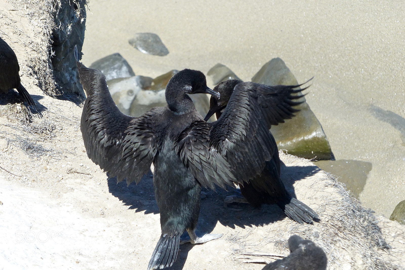 Panasonic Lumix DMC-FZ200 sample photo. These wings and feathers photography