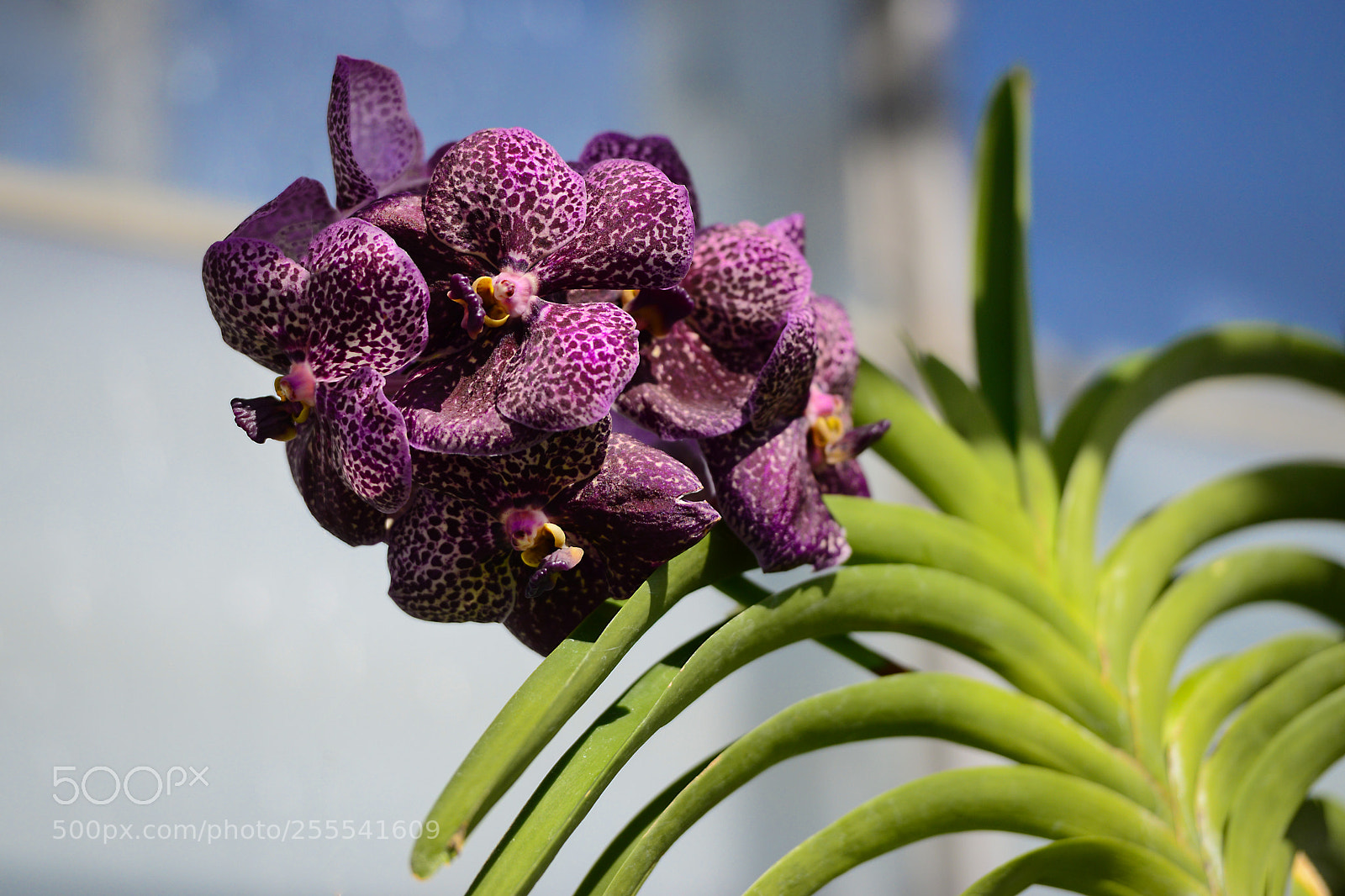 Nikon D800 sample photo. Purple orchid photography