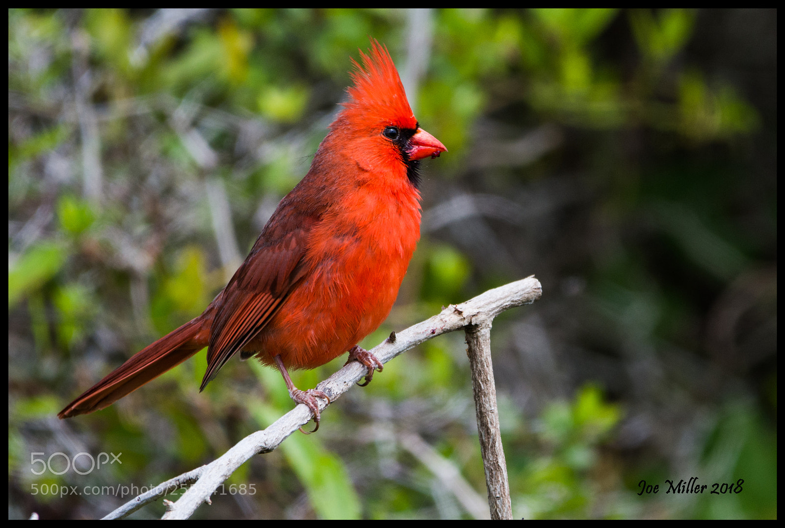 Nikon D7100 sample photo. Male cardinal photography