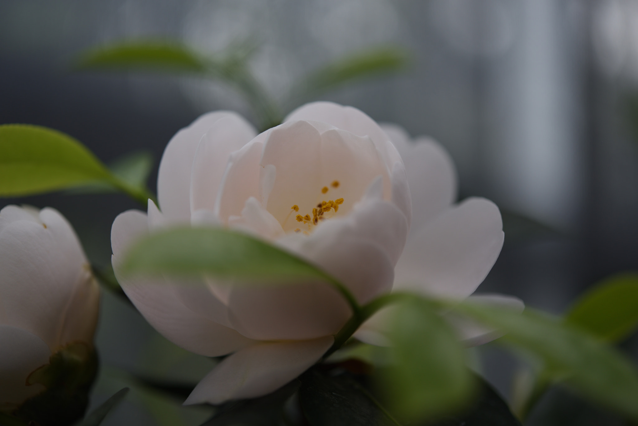 Nikon AF-S Micro-Nikkor 60mm F2.8G ED sample photo. 白牡丹（中部）・はくぼたん（ちゅうぶ） 野々市中央公園 photography