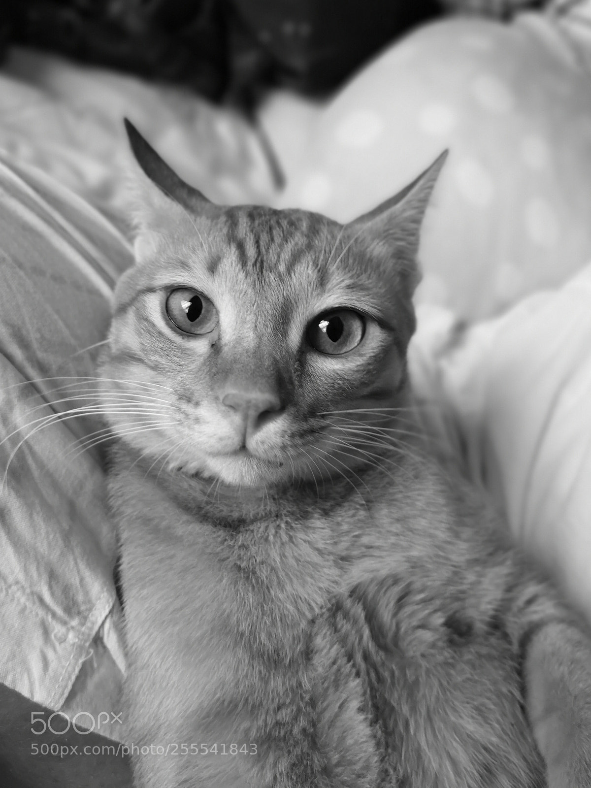 HUAWEI CLT-L29 sample photo. Yes? photography