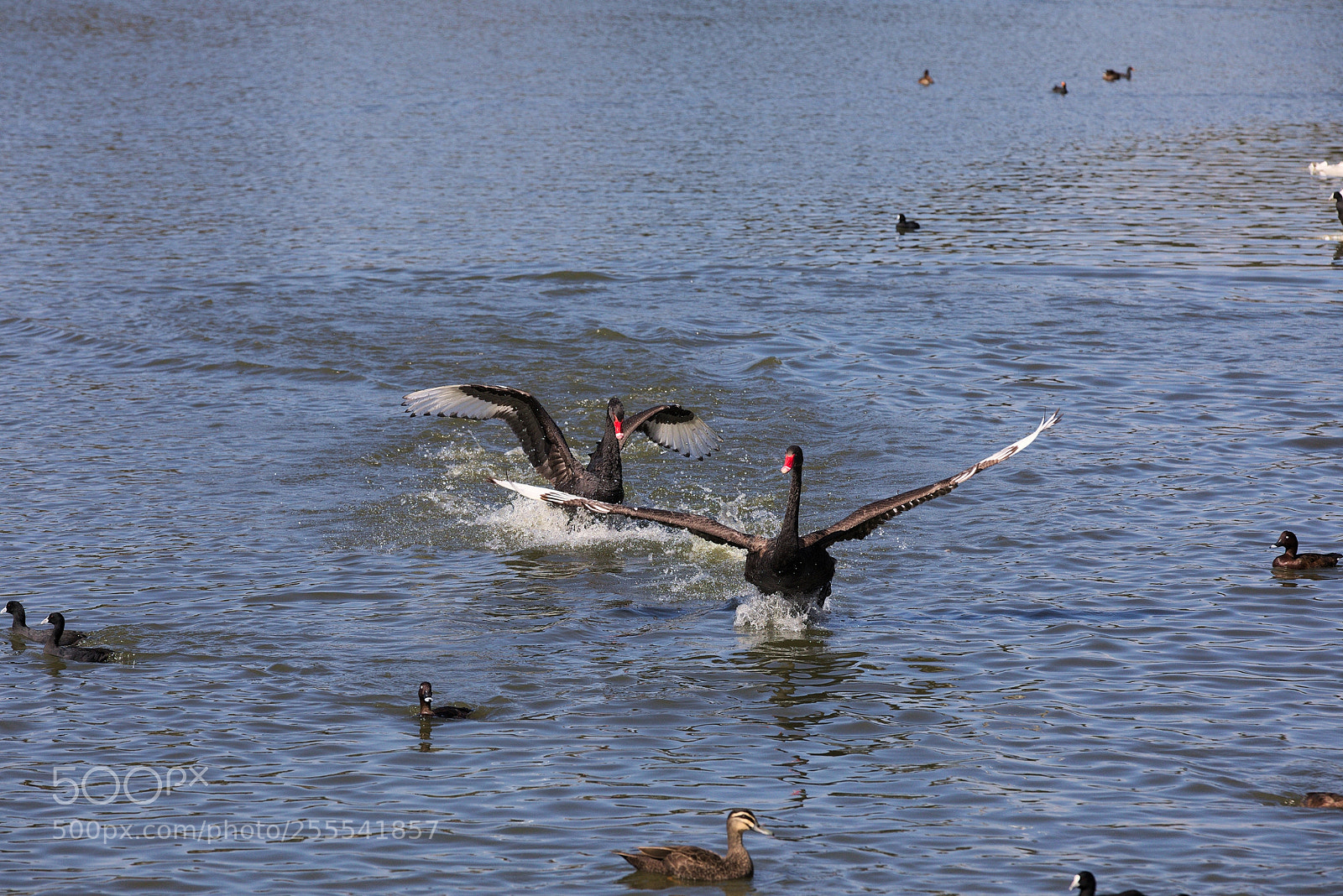 Canon EOS 5D Mark IV sample photo. Cygnus atratus photography