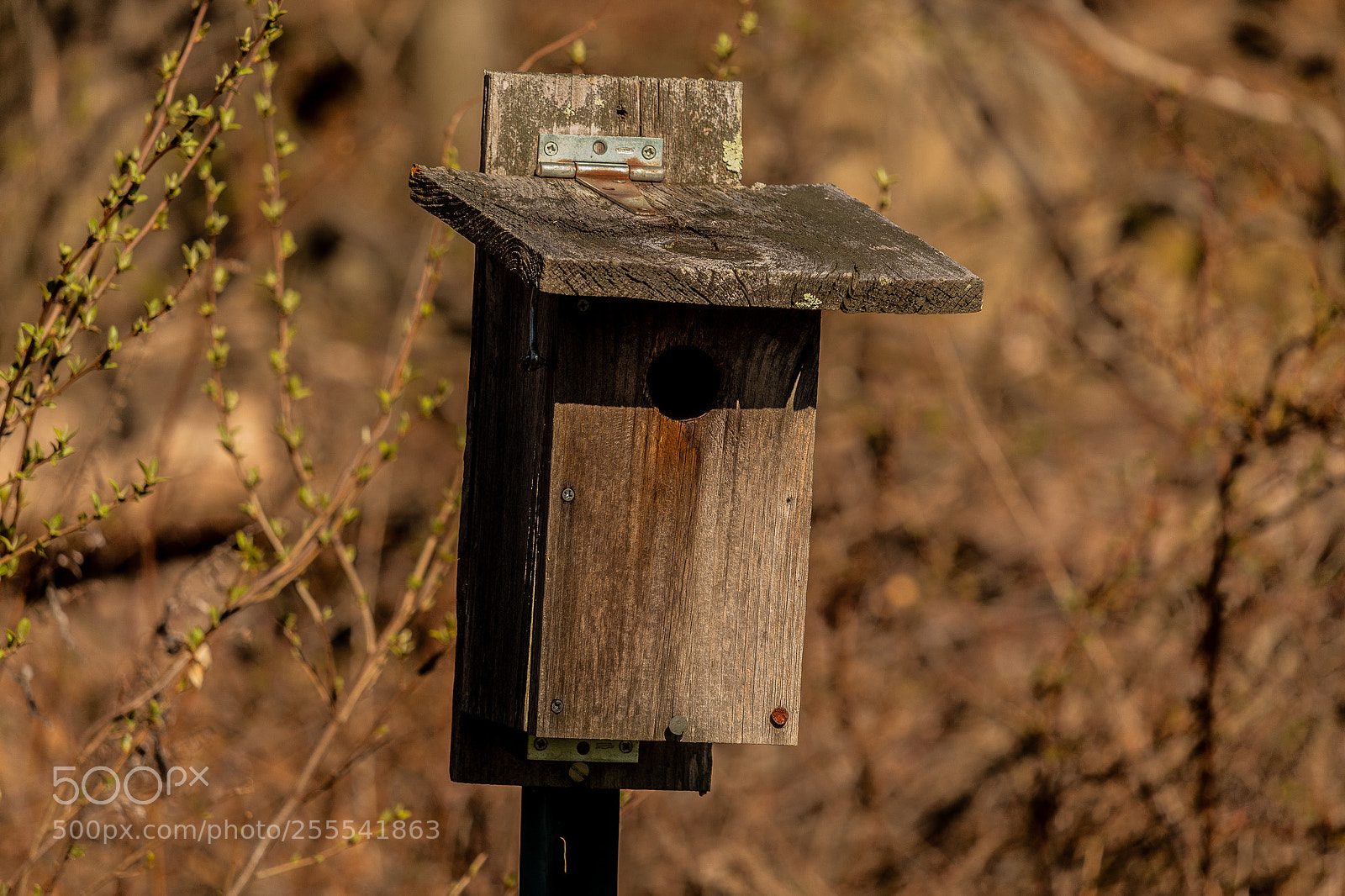 Canon EOS 1300D (EOS Rebel T6 / EOS Kiss X80) sample photo. Birdhouse photography