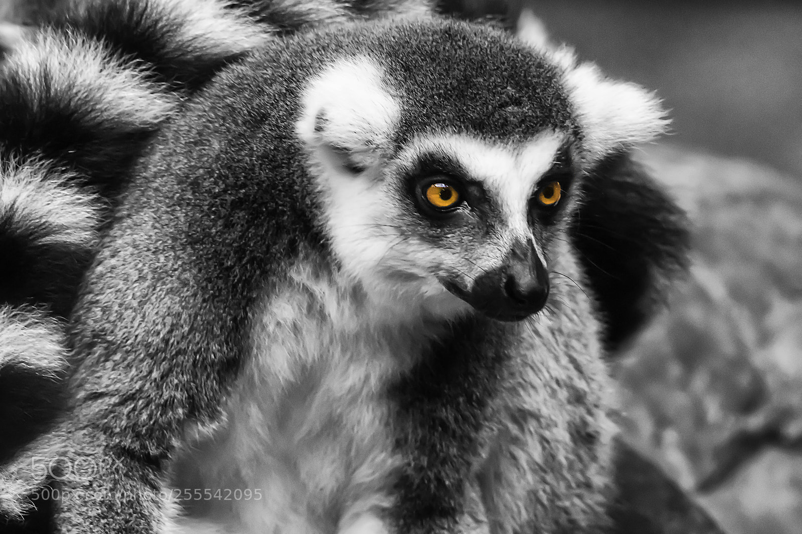 Canon EOS 80D sample photo. Lemur photography