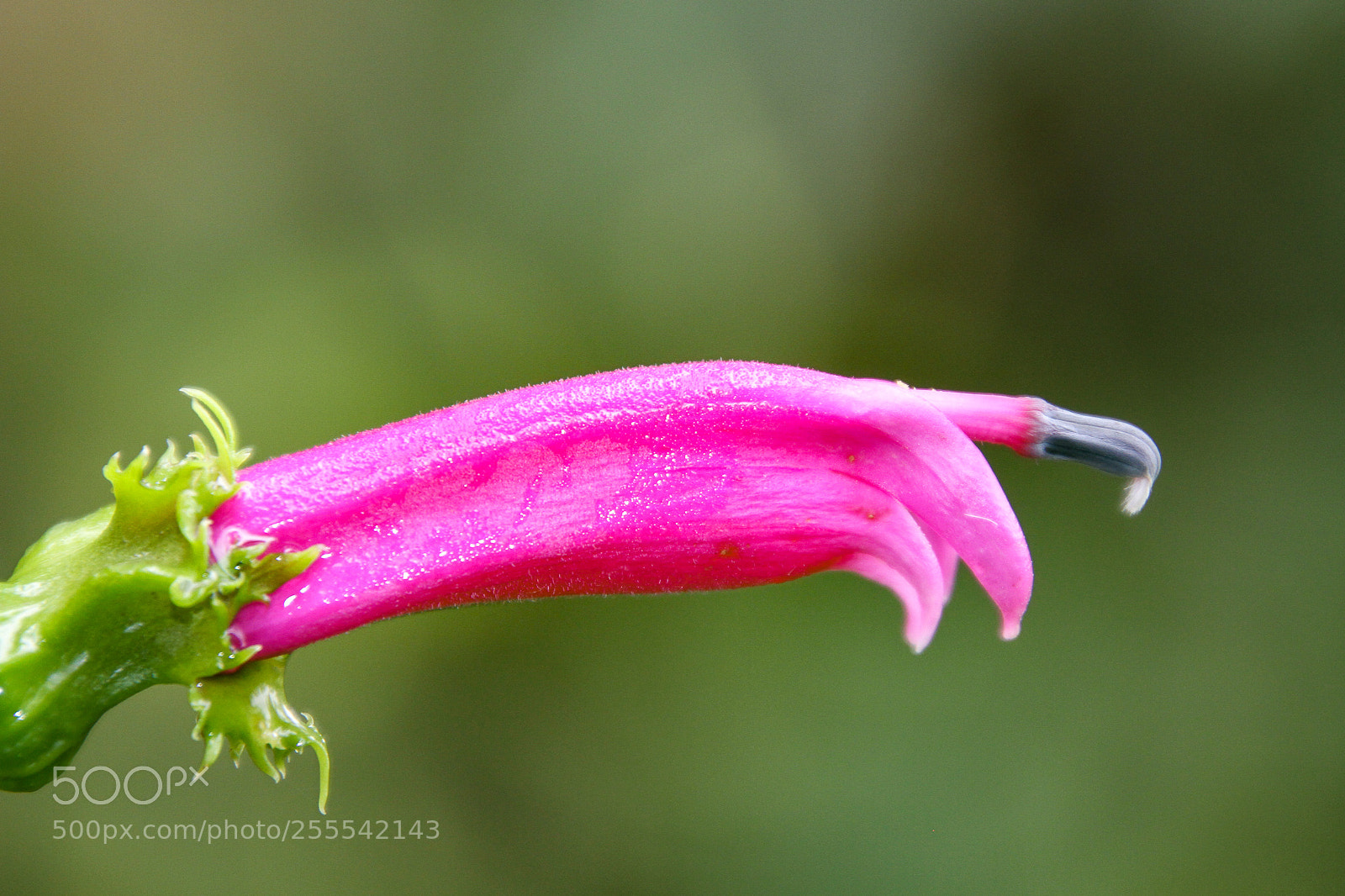 Canon EOS 7D sample photo. Davil's finger photography