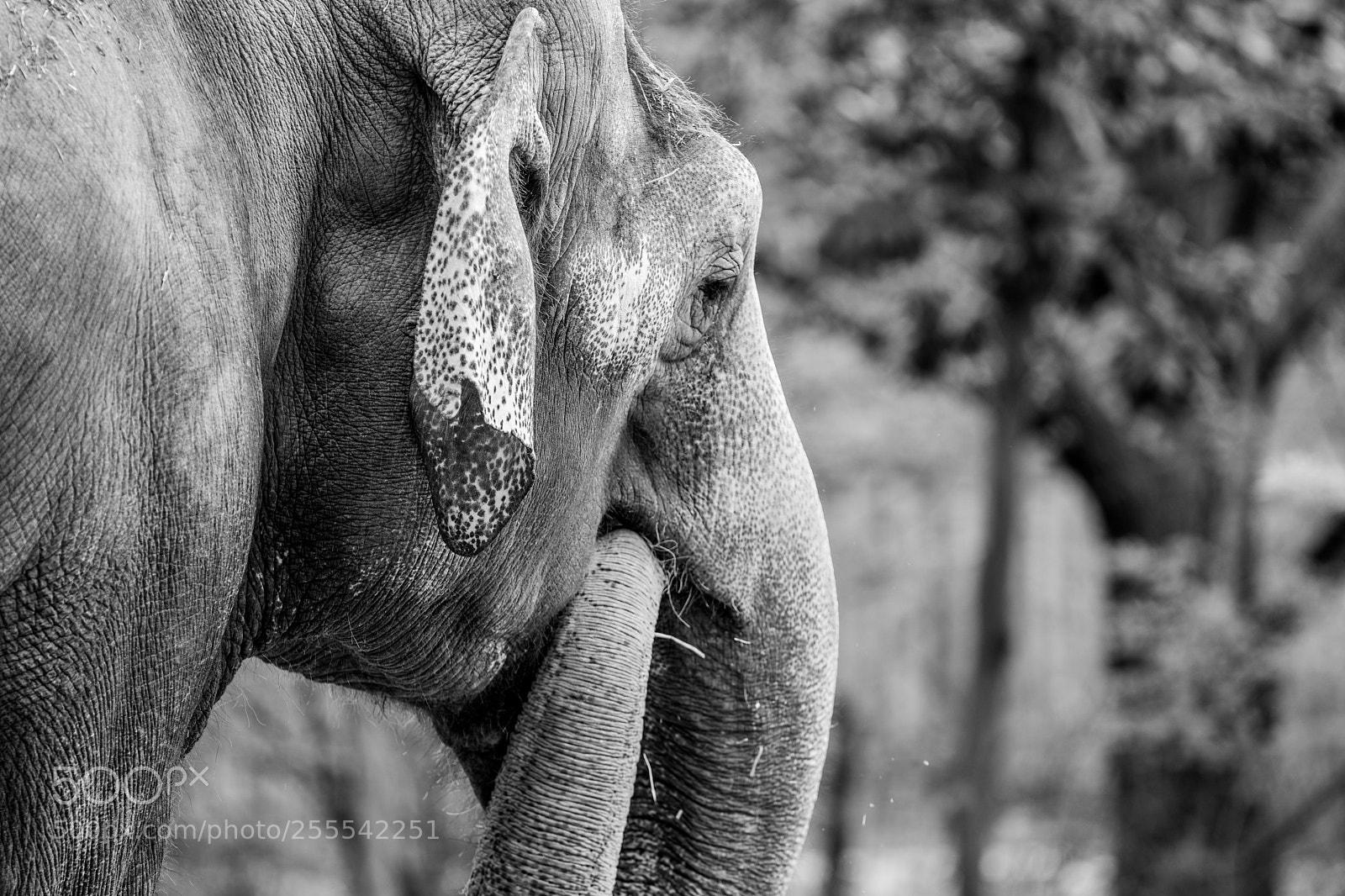 Nikon D3400 sample photo. Elephant photography