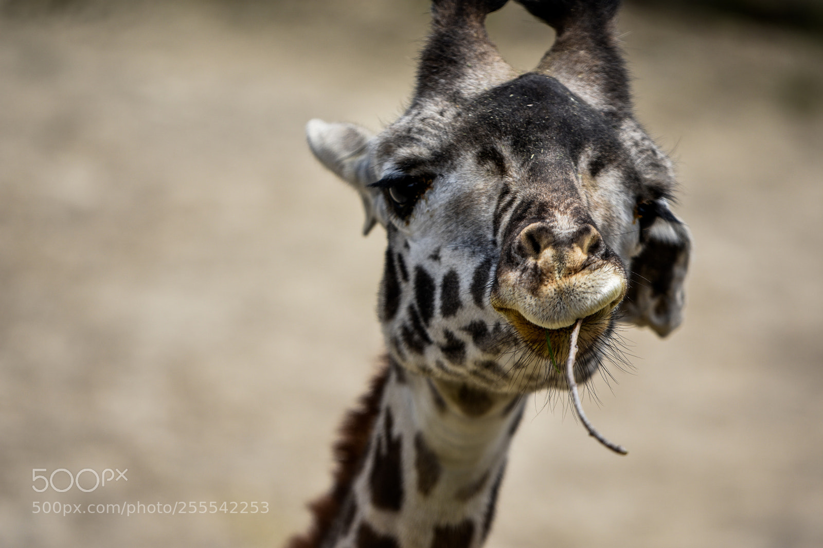Nikon D3400 sample photo. Giraffe photography