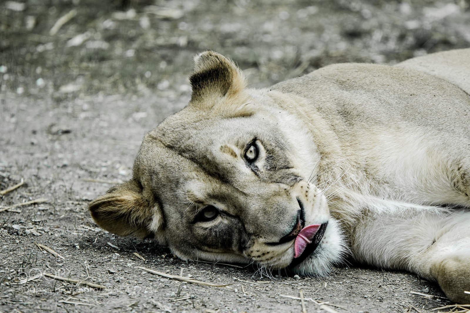 Nikon D3400 sample photo. Lion photography