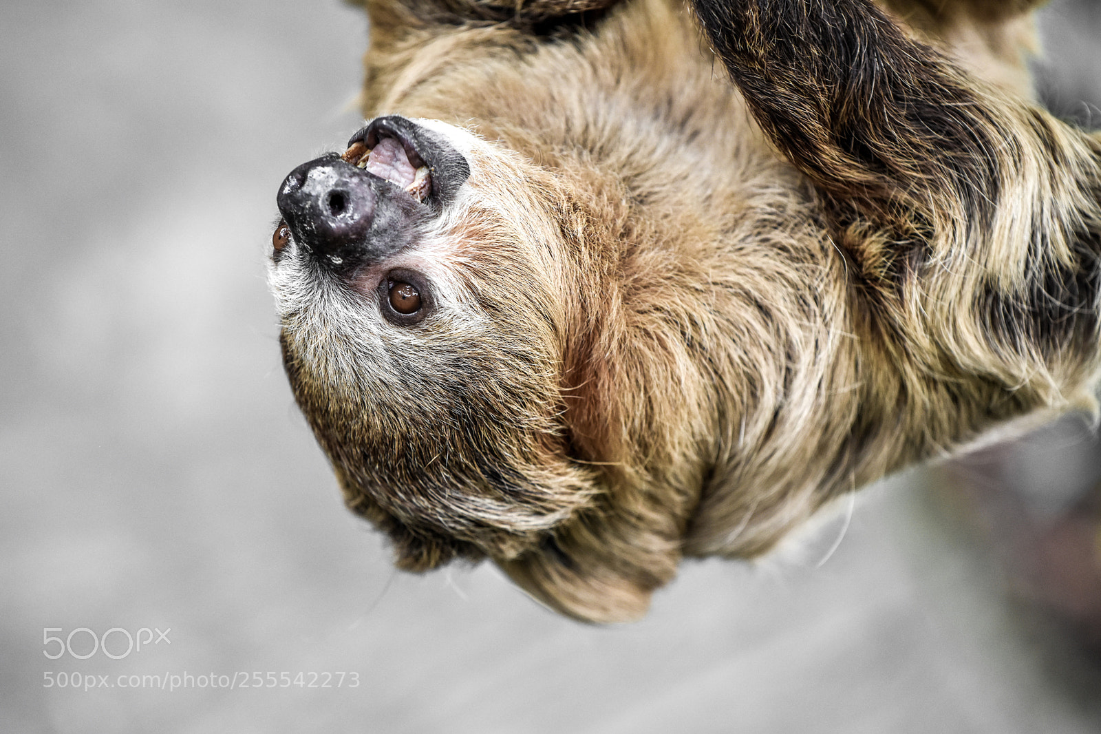 Nikon D3400 sample photo. Two-toed sloth photography