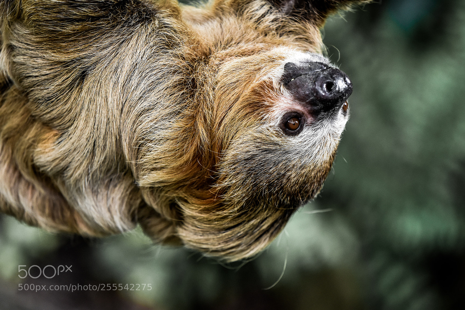 Nikon D3400 sample photo. Two-toed sloth photography