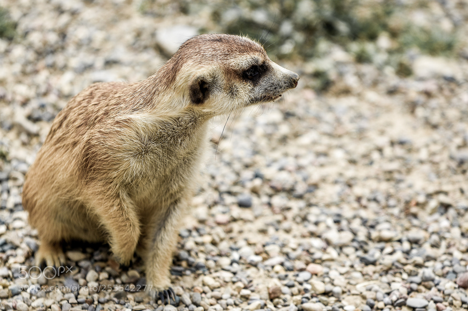 Nikon D3400 sample photo. Meerkat photography