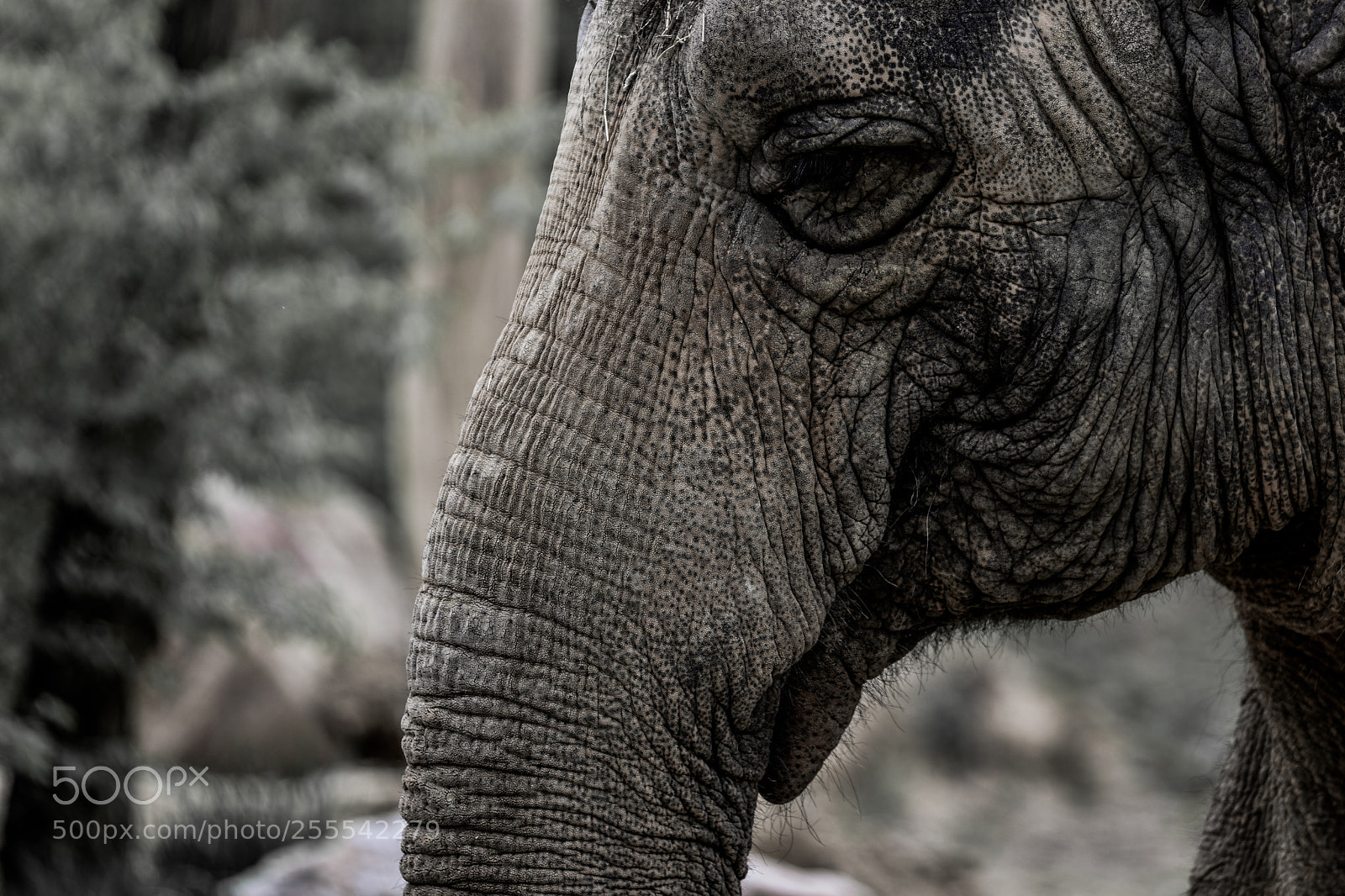 Nikon D3400 sample photo. Elephant photography