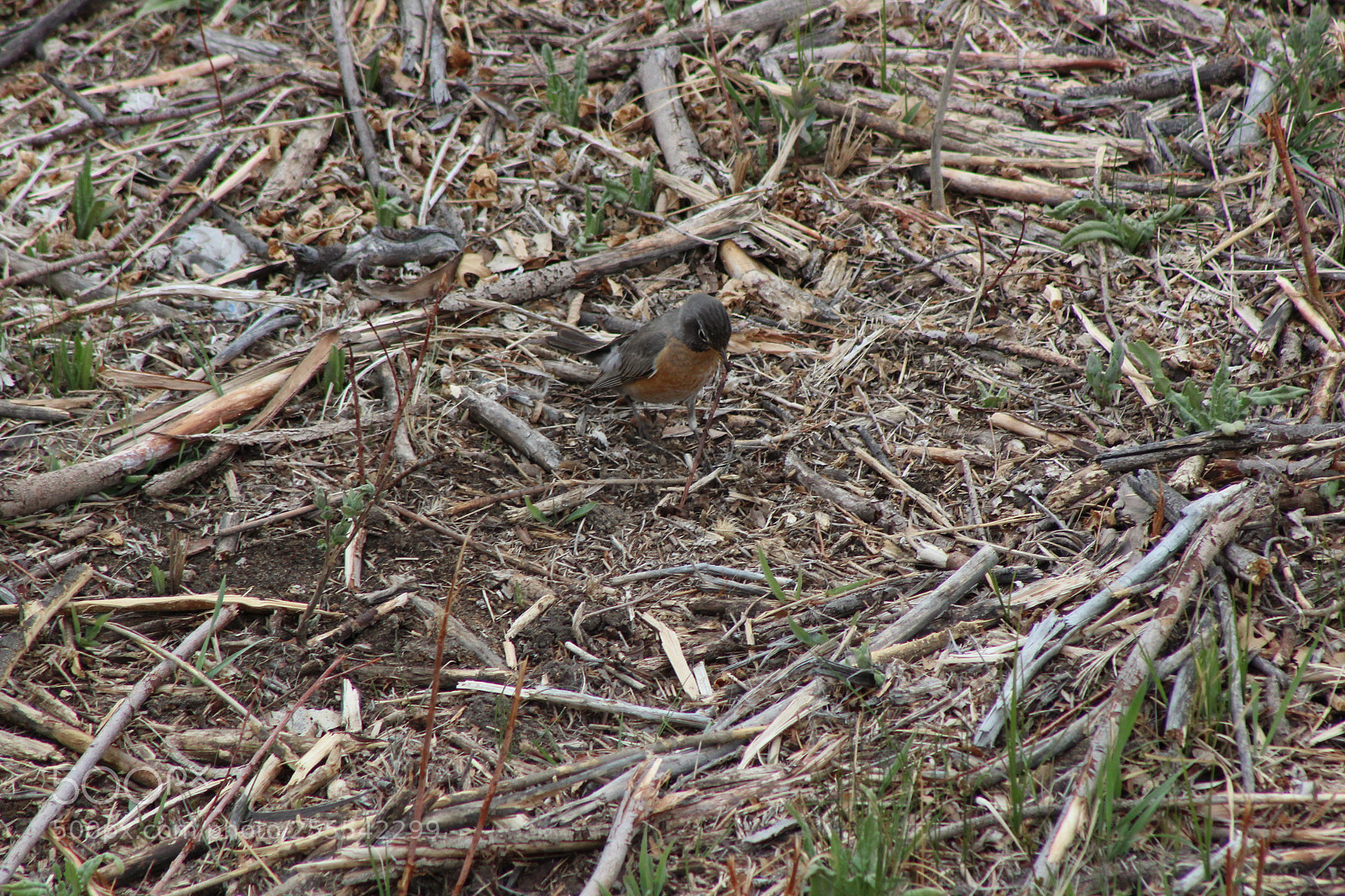 Canon EF 75-300mm f/4-5.6 sample photo. Bird gets the worm photography