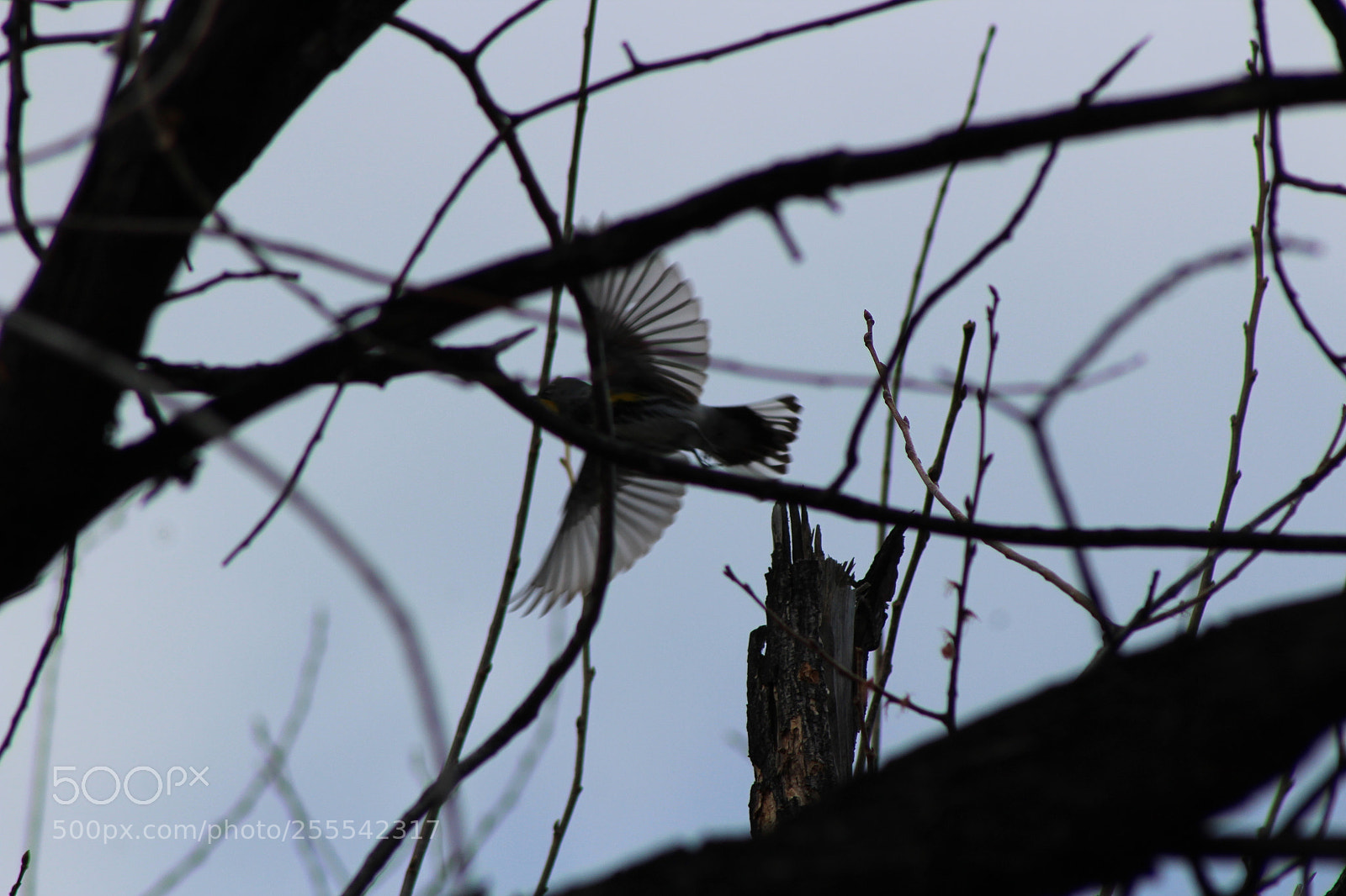 Canon EF 75-300mm f/4-5.6 sample photo. Flight photography