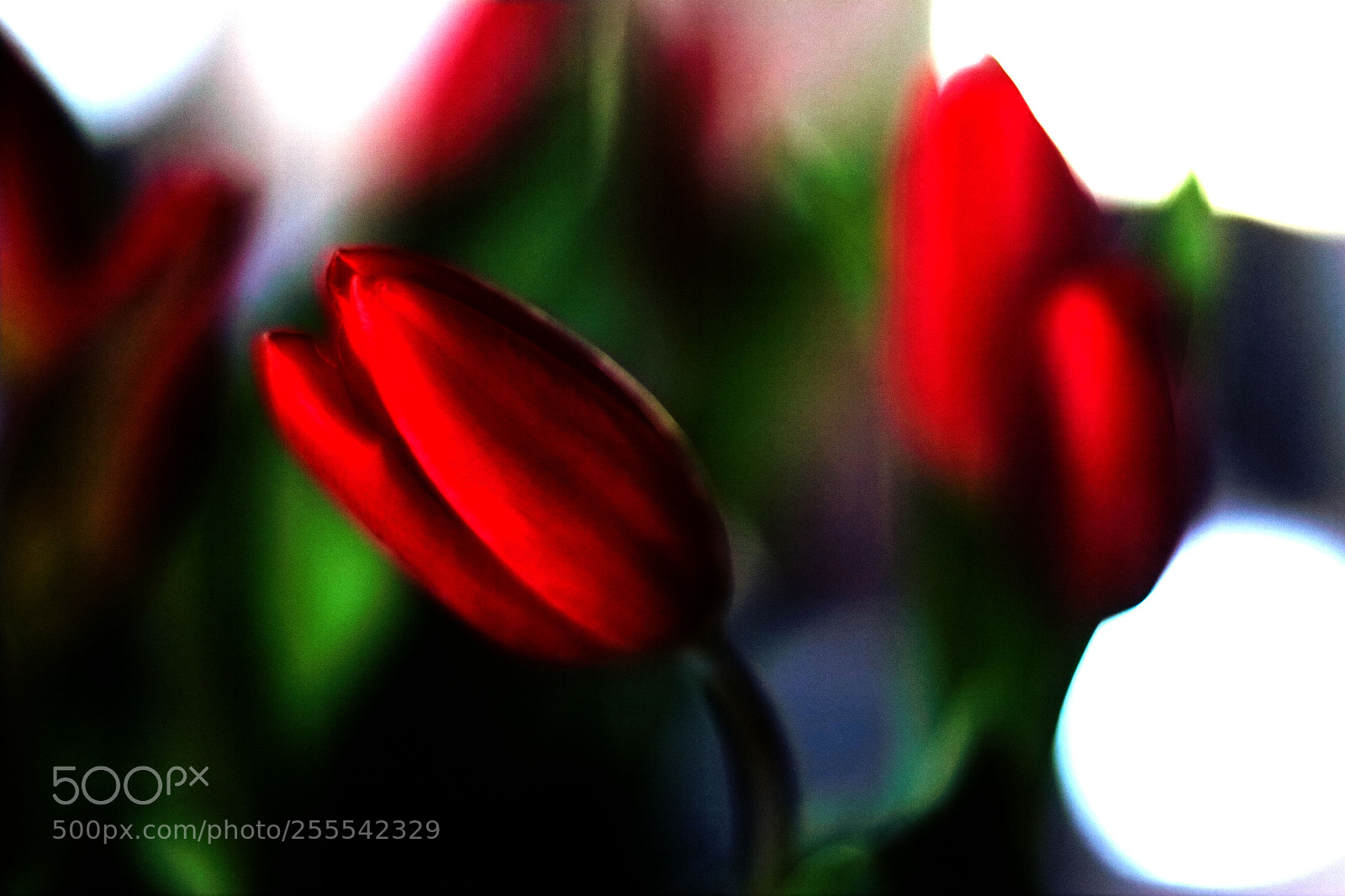 Canon EOS 700D (EOS Rebel T5i / EOS Kiss X7i) sample photo. Untitled photography