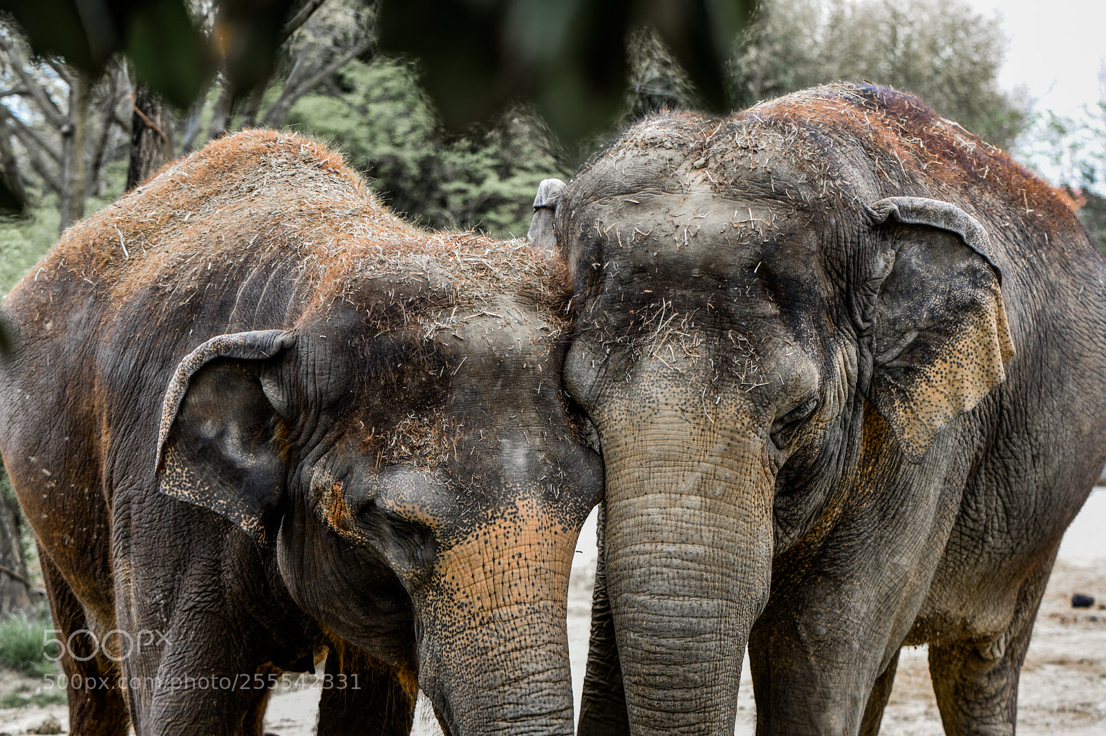 Nikon D3400 sample photo. Elephants photography
